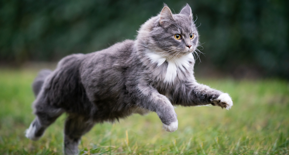 Grey cat running