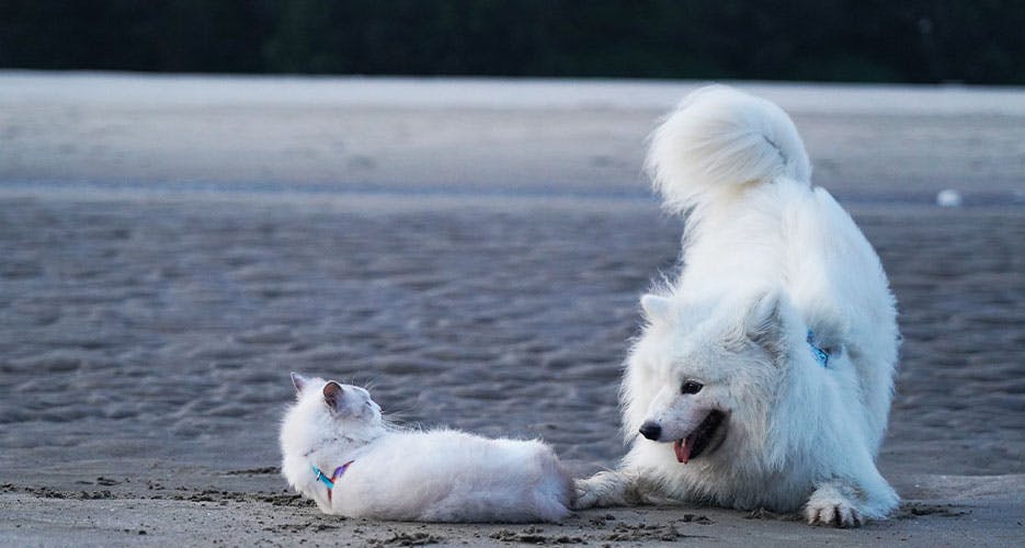 white-cat-white-dog-on-beach-2