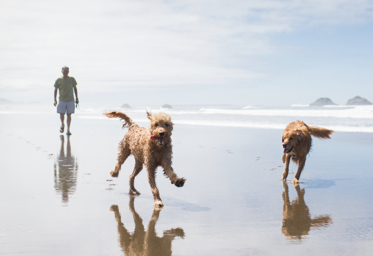 dogs-running-beach
