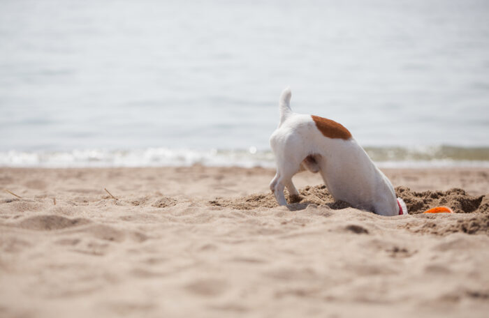 Small Jack Russel puppy dog playing on the beach