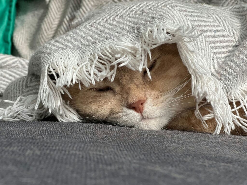 The cat is sleeping under the blanket