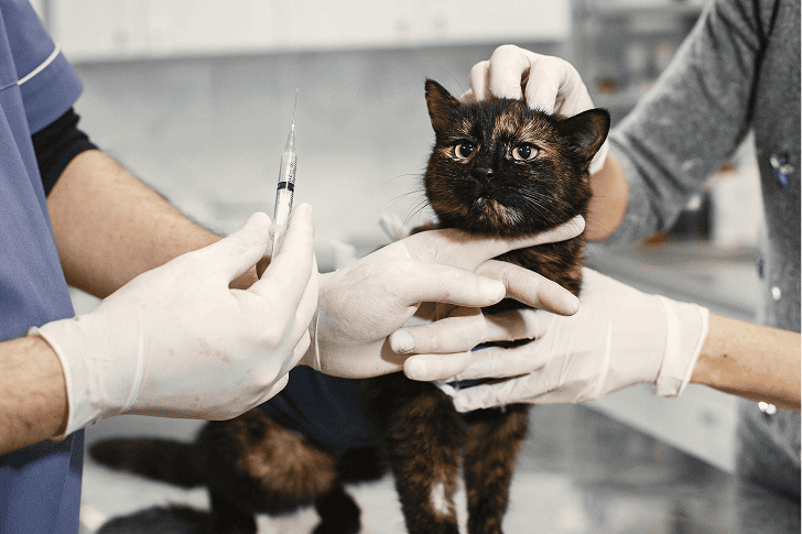 cat in the vet check-up