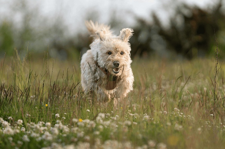 dog running in the field