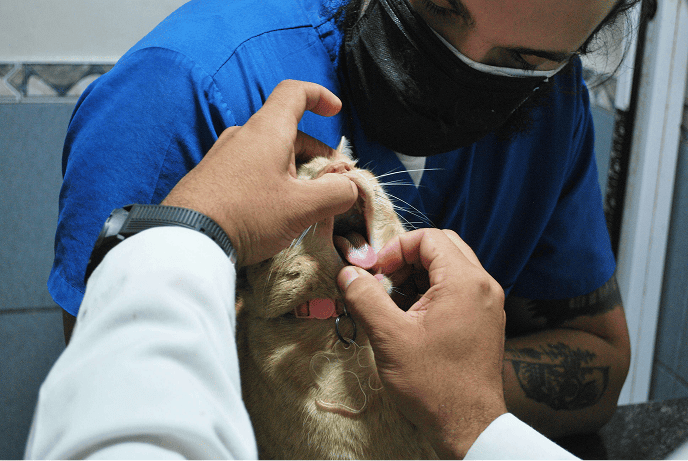 vet examines a cat`s mouth