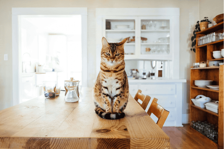 cat sitting on the table