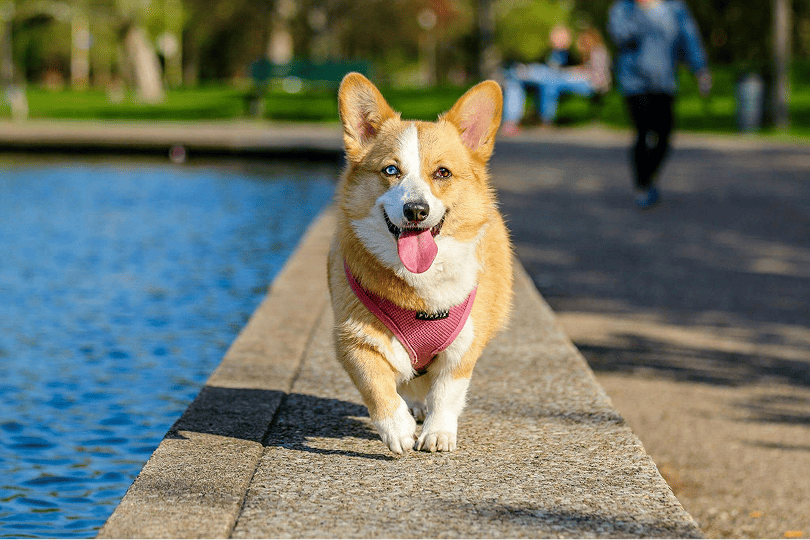 Happy corgy