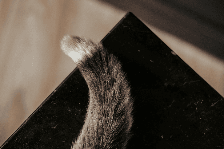 cat`s tail