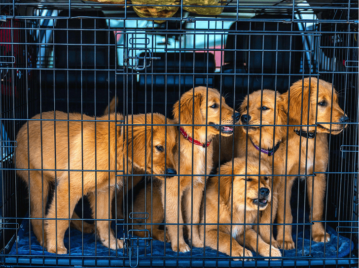 dogs in a cage