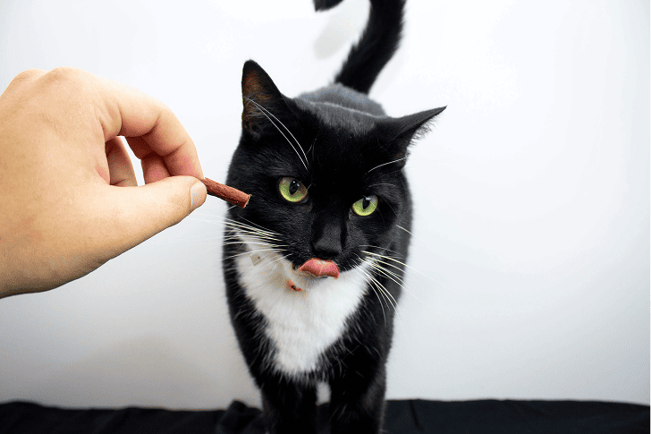 cat`s treat