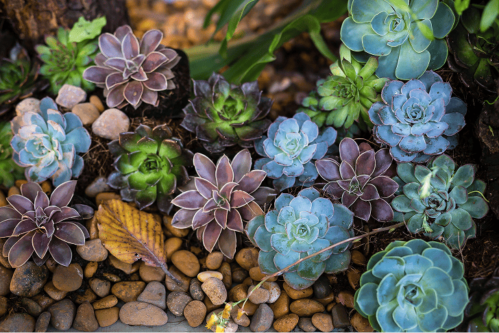 succulents