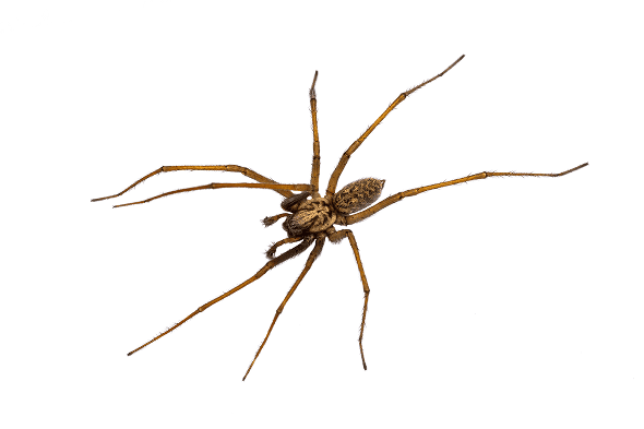 Hobo Spider