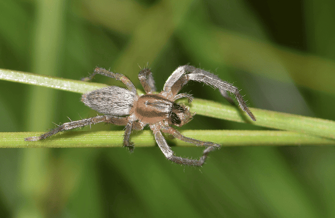Yellow Sac Spider