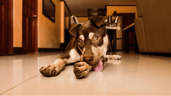 Dog licking his paw