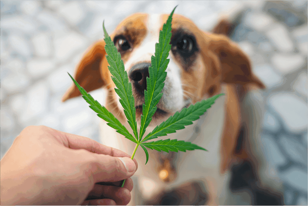 Dog sniffing leaves of cannabis