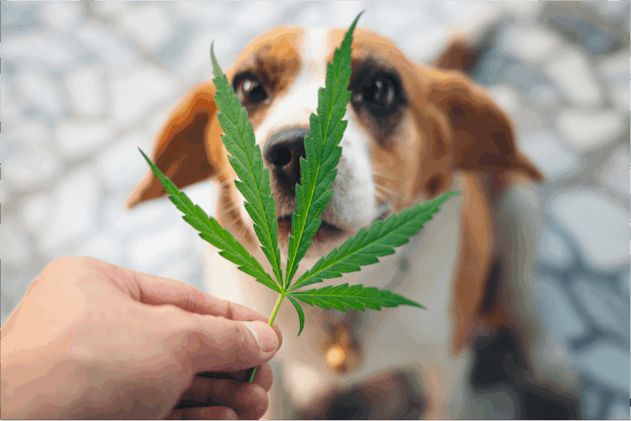 Dog sniffing leaves of cannabis