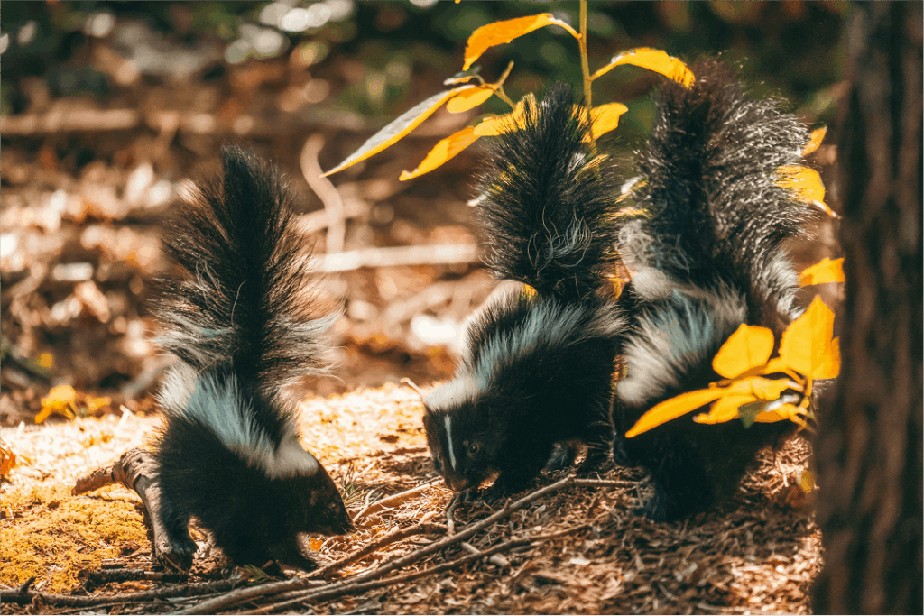 Three skunks under the tree