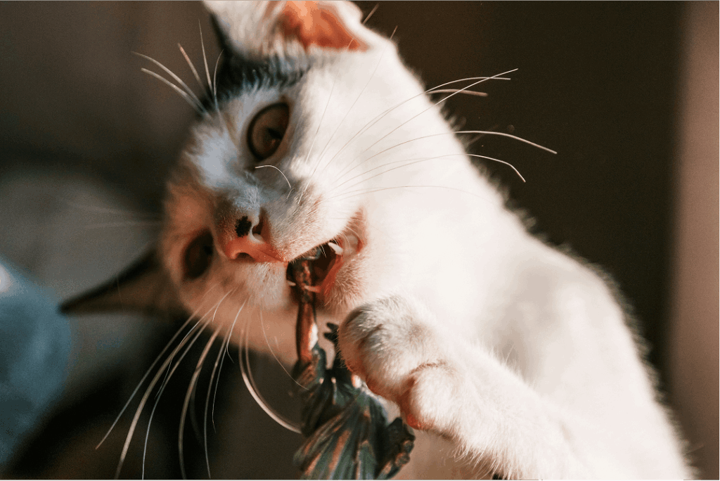Cat chewing figurine