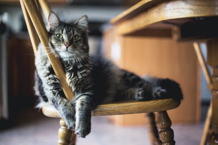 Grey cat on kitchen chair