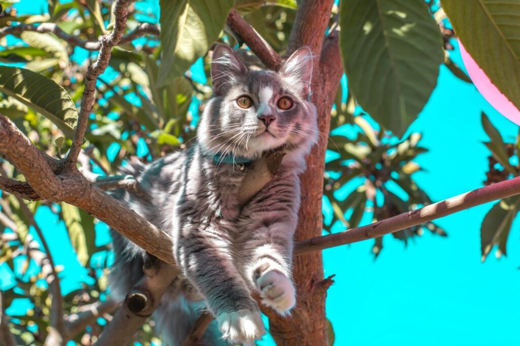 Cat resting on a tree branch