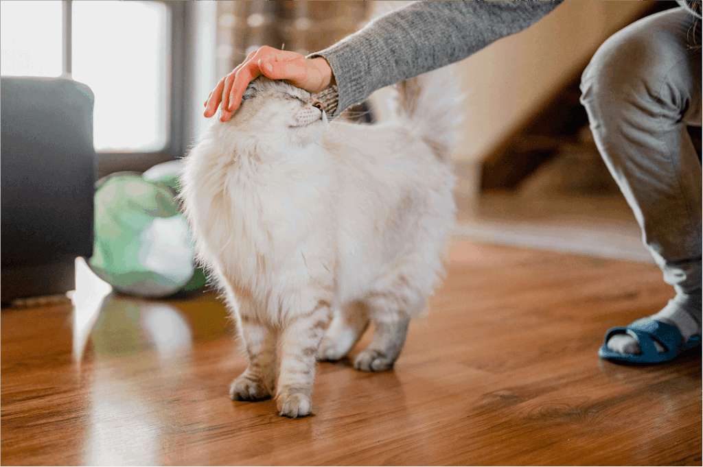 Cat enjoys petting