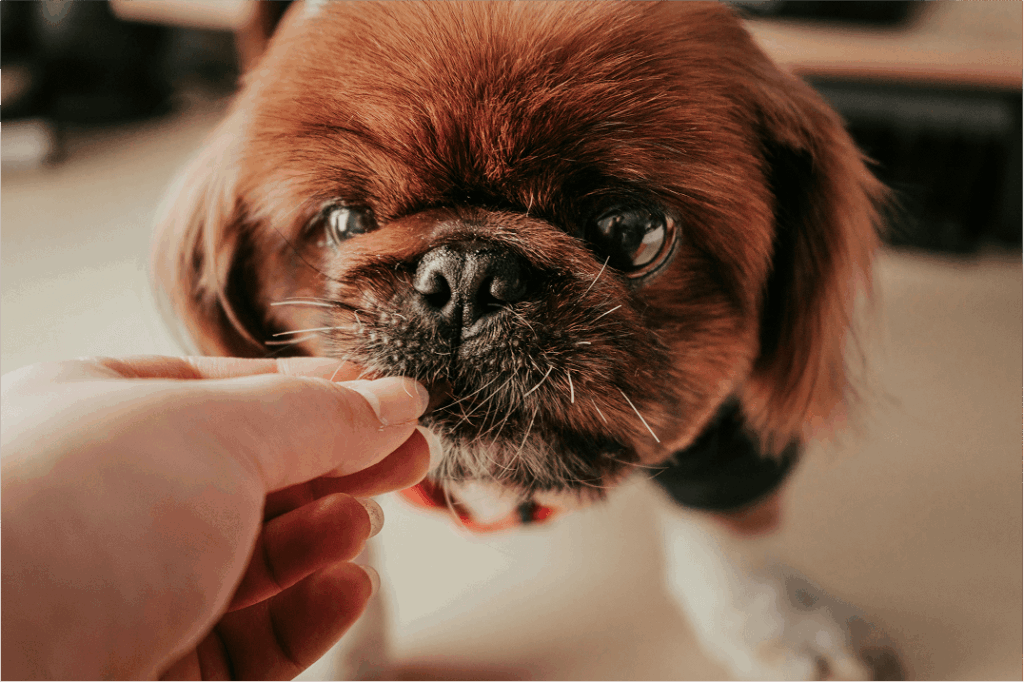 Feeding chocolate to a dog