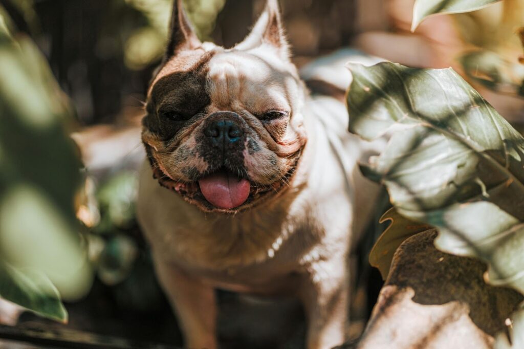 French Bulldog panting on a warm day
