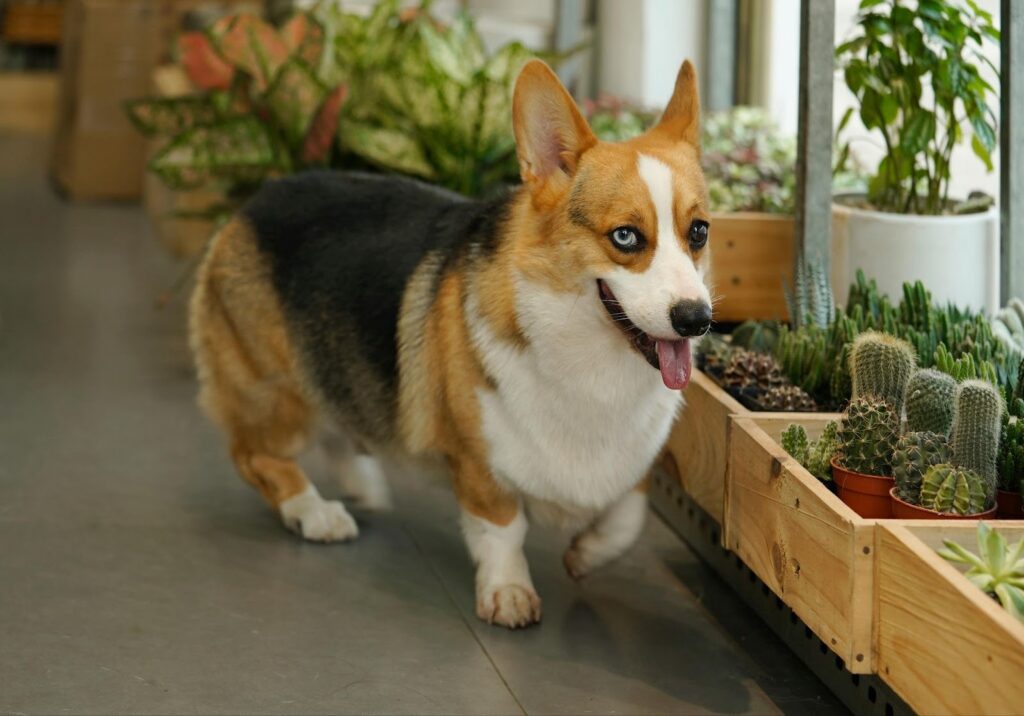 Corgi walking beside potted cacti.