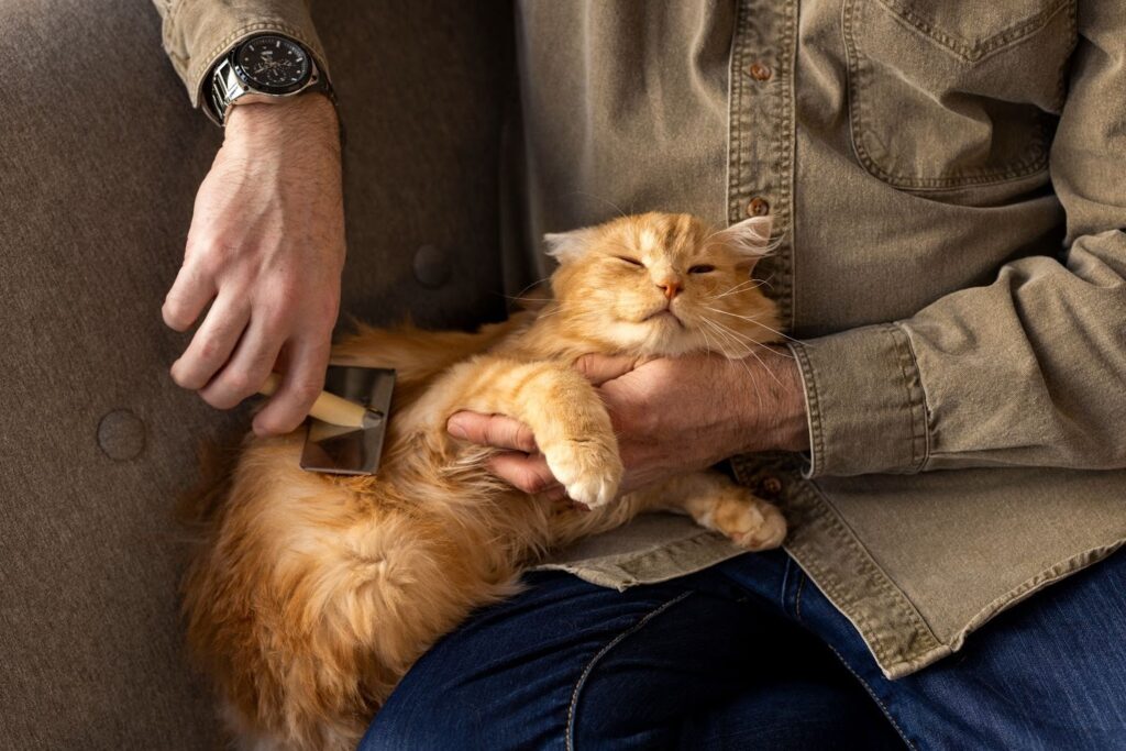 Man grooming a cat sitting on his lap