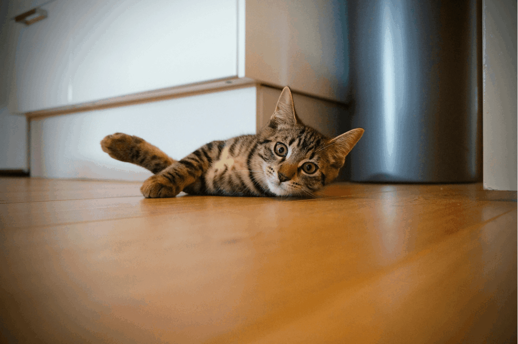 Cat lying on the floor