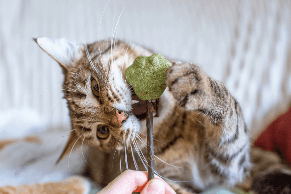 Cat eating a treat