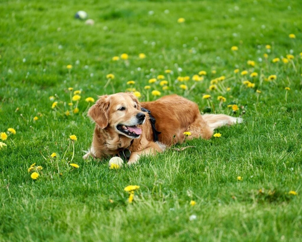 Dog in flowers