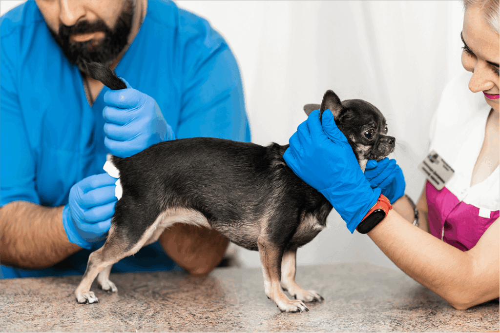 Cleaning a dog's anal glands at the vet