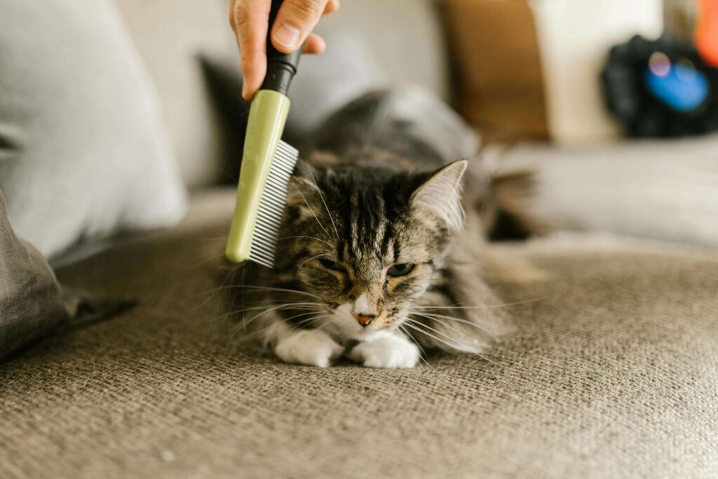 Cat being groomed