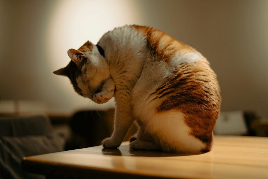 Cat licking his paw.