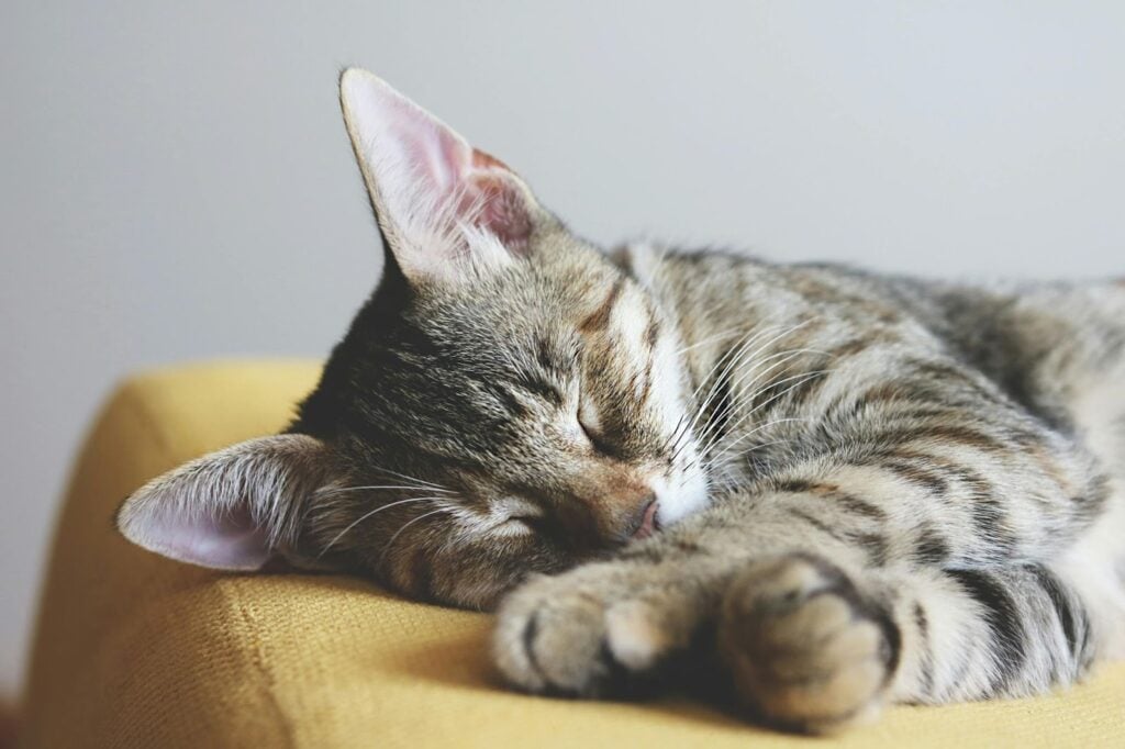 Sleeping tabby cat resting on the couch