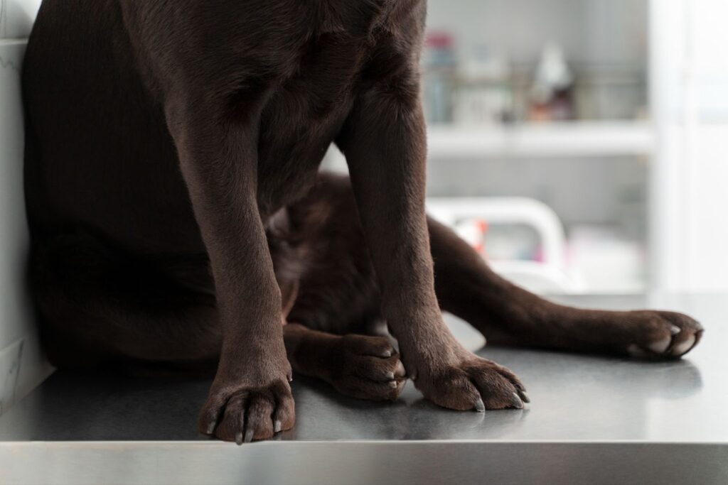 og sitting on exam table at veterinary clinic 