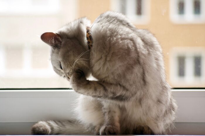 Light gray cat grooming itself while sitting beside a window.
