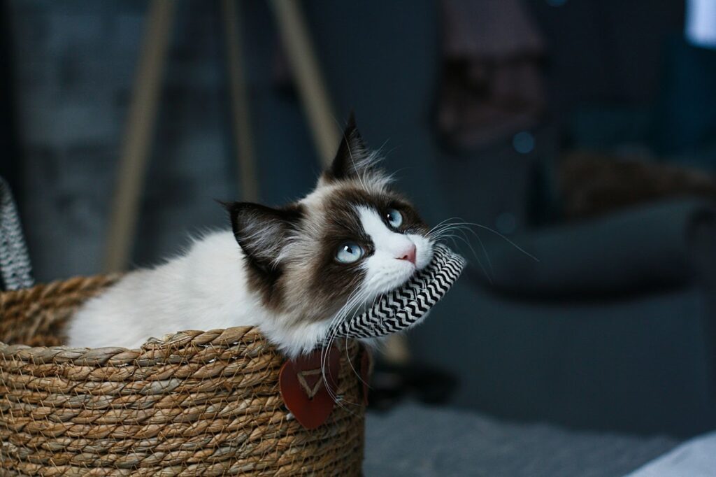 Cat chewing a basket