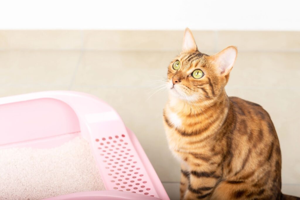 Cat sitting next to a litter box.
