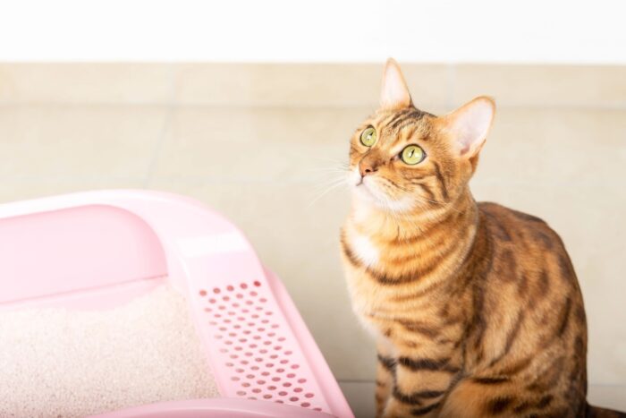 Cat sitting next to a litter box.