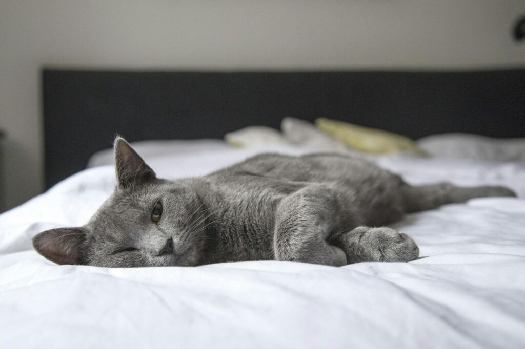 Grey cat is resting on the bed