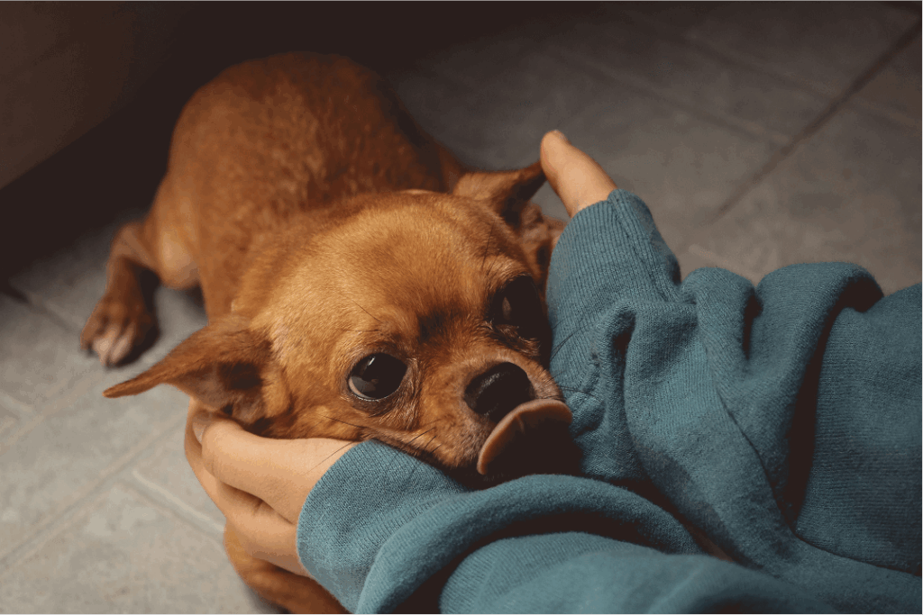 Dog licking the caregiver’s hand