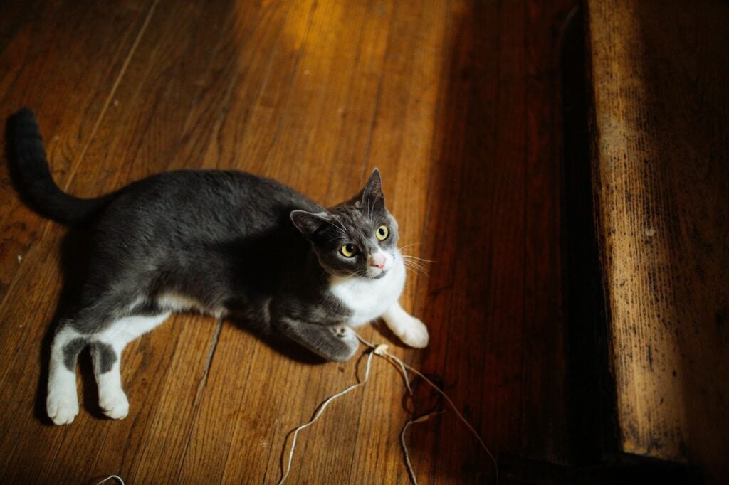 Cat lying on a wooden floor with a string