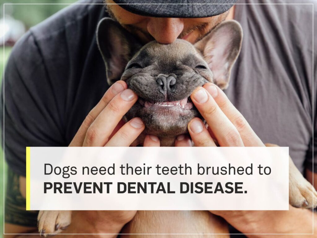 Dogs Dental Care