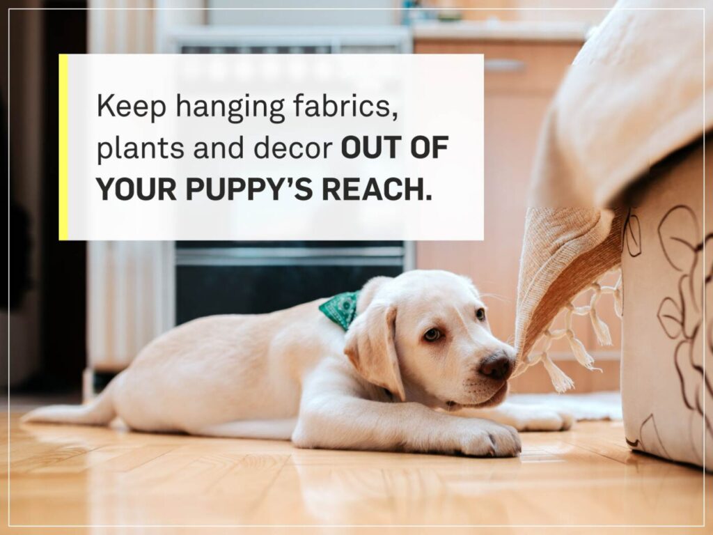 Protect house from dog