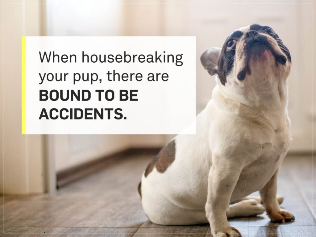 Pupy proofing your home