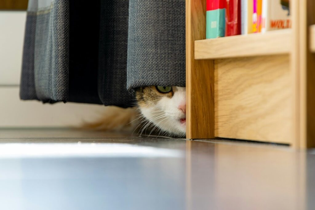 Cat hiding behind the curtain.