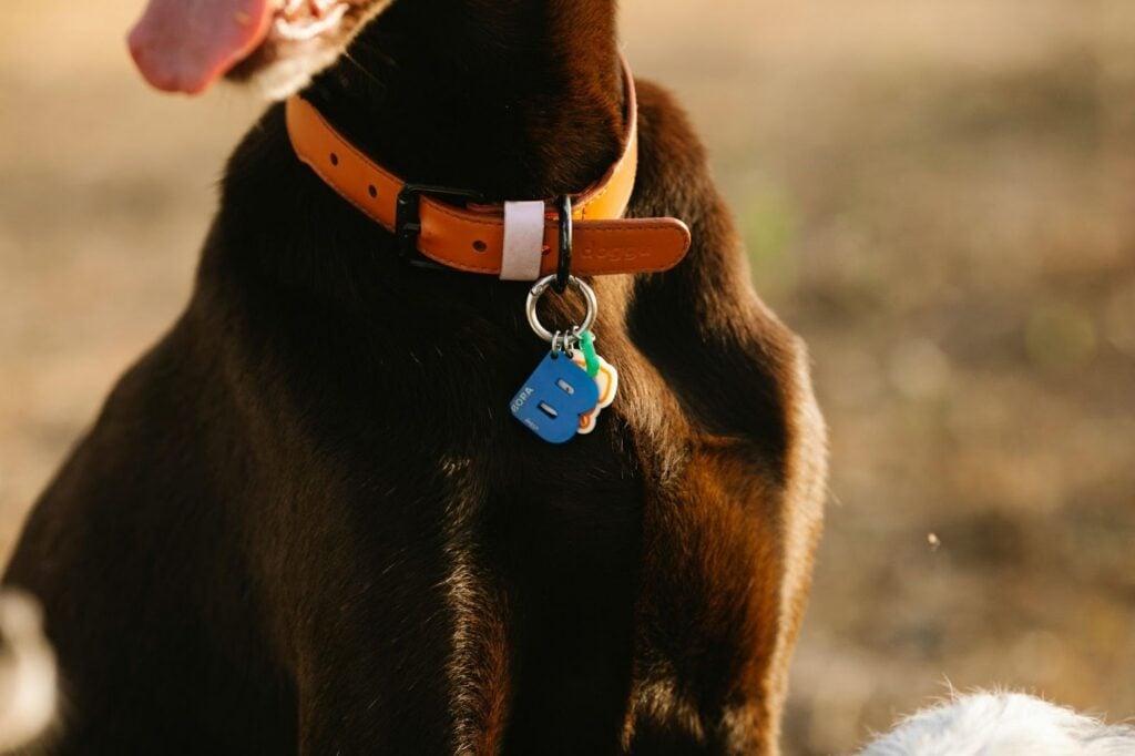 ID Tag on Dog Collar