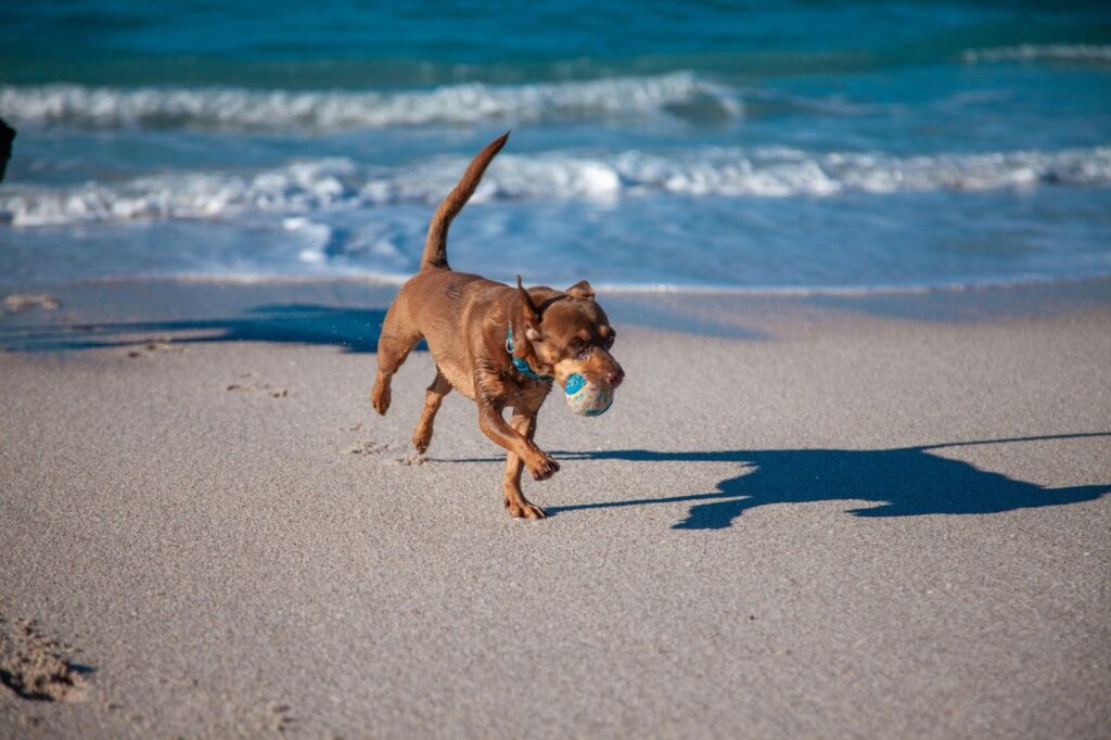 Dog playing on the beach