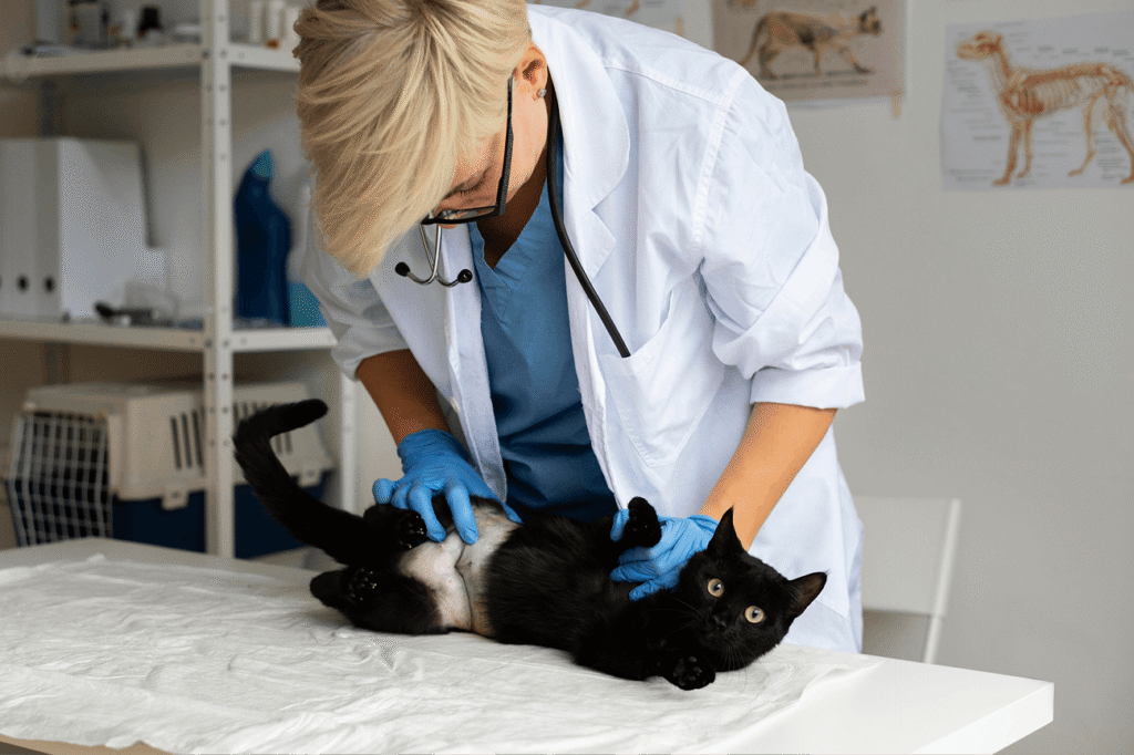 Cat after sterilization 